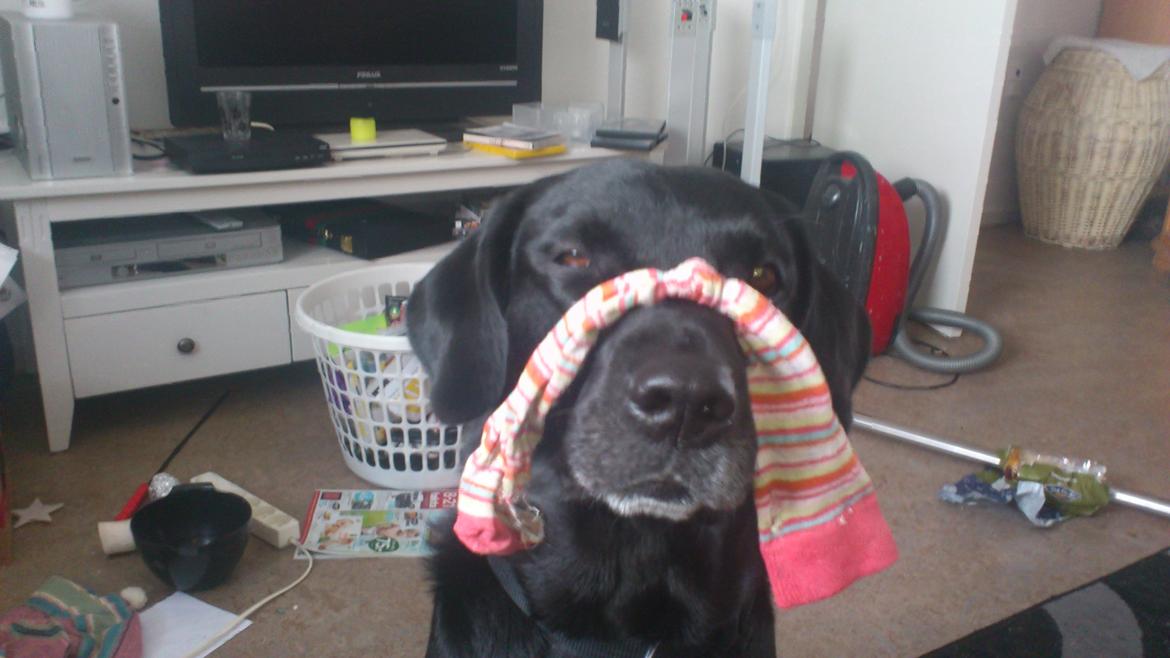 Labrador retriever tajson billede 18