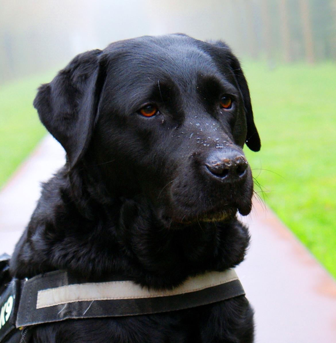 Labrador retriever Sasha - så smuk med morgendug billede 7