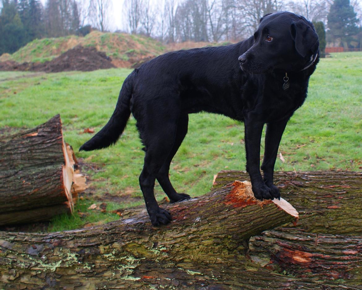 Labrador retriever Sasha billede 13