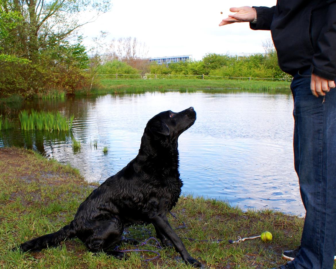 Labrador retriever Sasha - på mærkerne billede 4