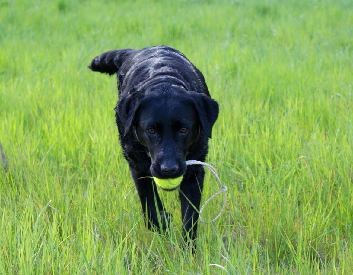 Labrador retriever Sasha - dygtig apport billede 14