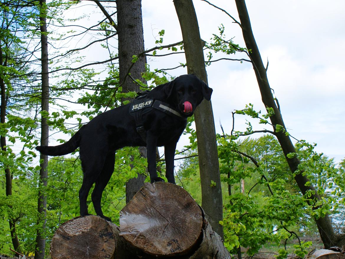 Labrador retriever Sasha - jeg er lidt højt oppe... billede 6