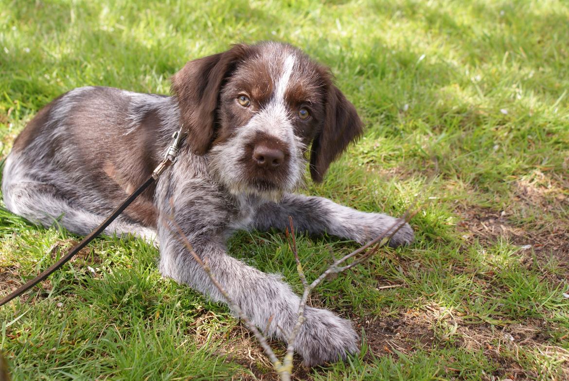 Ruhåret hønsehund Kærholt Vincent (Cody) billede 8