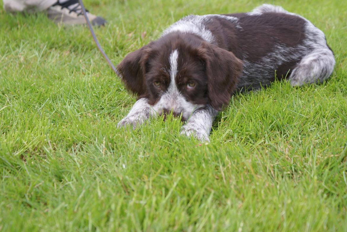 Ruhåret hønsehund Kærholt Vincent (Cody) - 10 uger billede 9