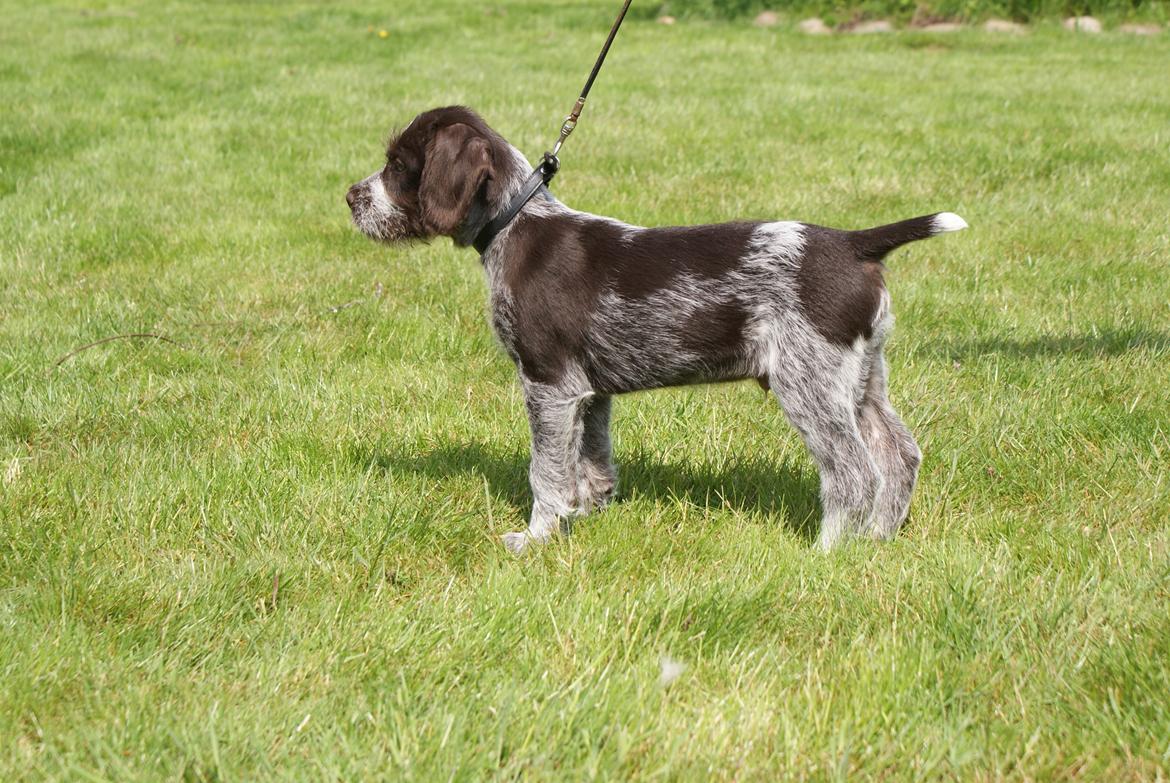 Ruhåret hønsehund Kærholt Vincent (Cody) - 10 uger billede 10