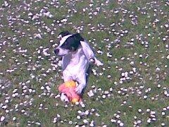 Blanding af racer Plet Luske Andersen - Blomster hunden (: billede 1