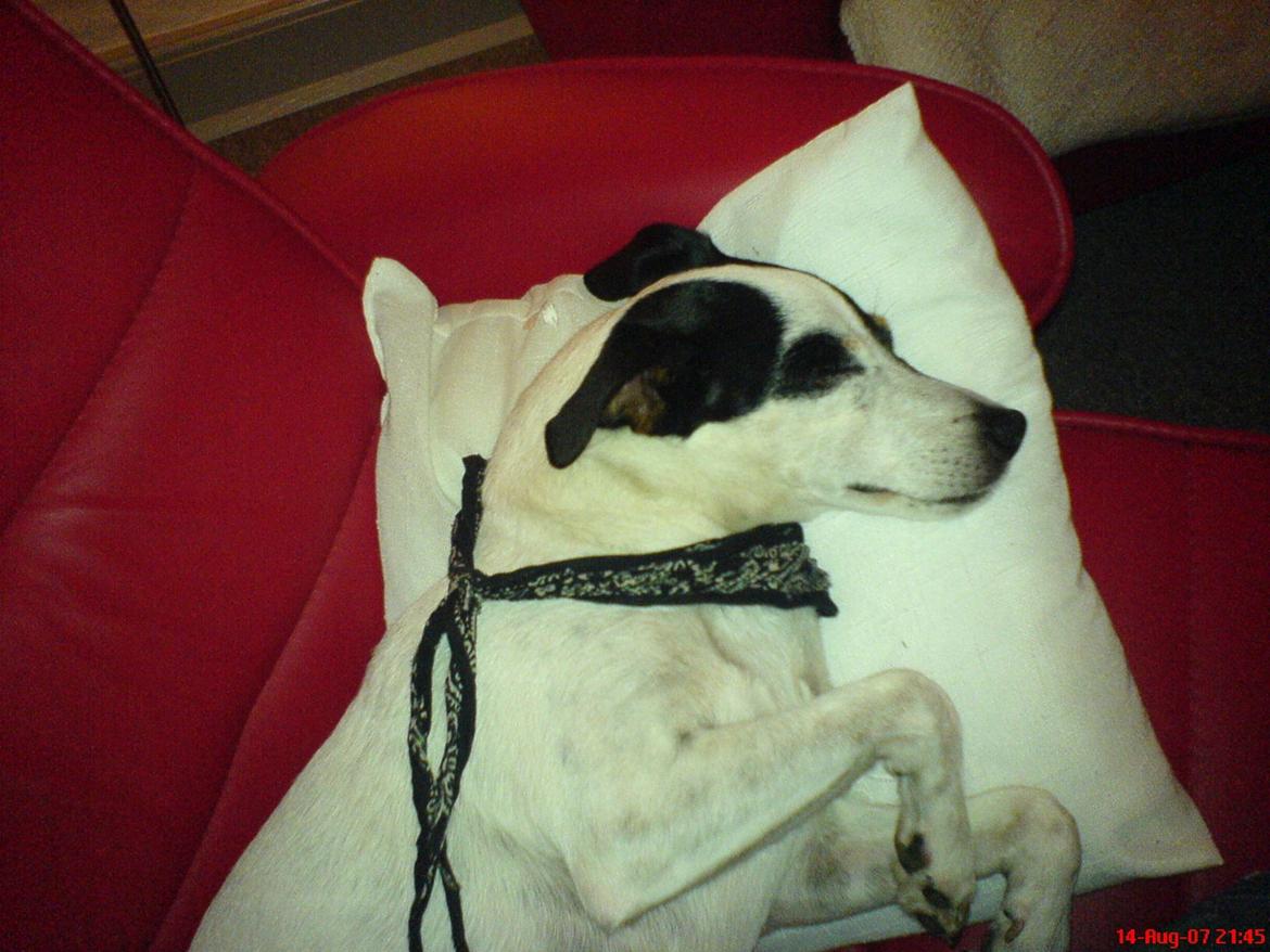 Blanding af racer Plet Luske Andersen - Lille lur billede 2