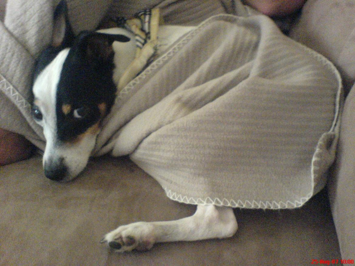 Blanding af racer Plet Luske Andersen - Putter billede 3