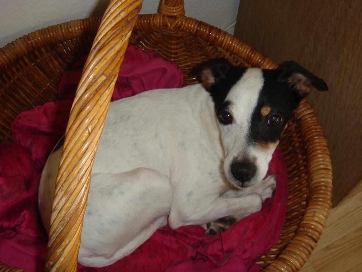 Blanding af racer Plet Luske Andersen - Ny kurv (: billede 4