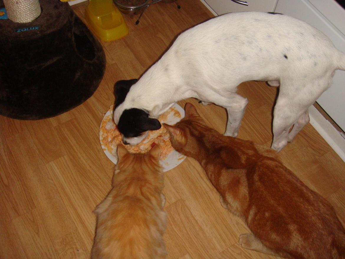 Blanding af racer Plet Luske Andersen - Spiser med misserne billede 5