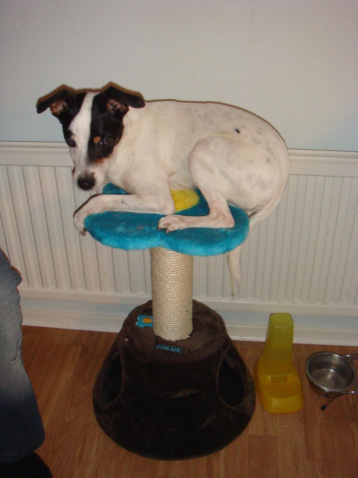 Blanding af racer Plet Luske Andersen - Se hvad jeg kan (: billede 6