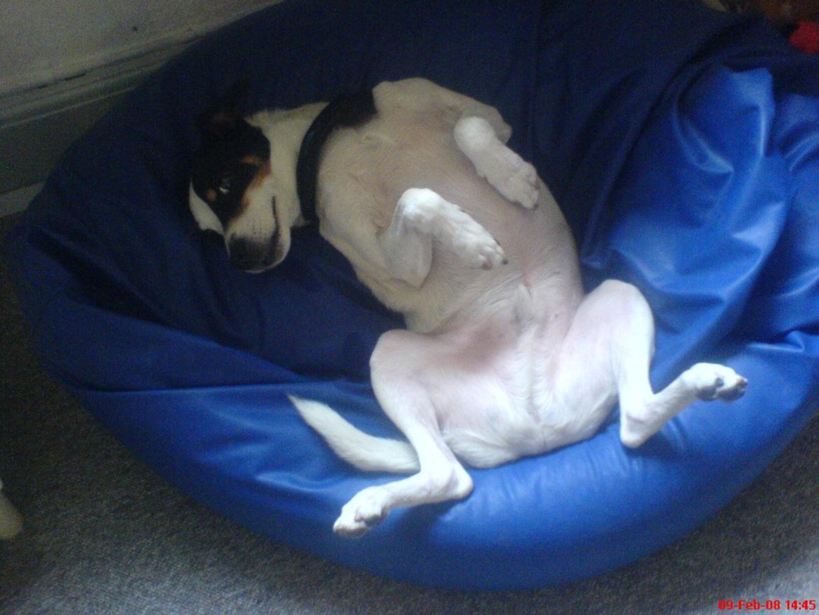 Blanding af racer Plet Luske Andersen - Ynglings sove stilling (: billede 8