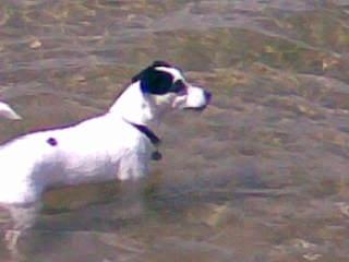 Blanding af racer Plet Luske Andersen - Bade tur billede 9