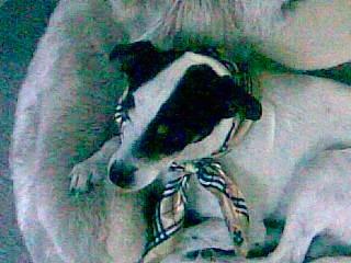 Blanding af racer Plet Luske Andersen - <3 billede 10