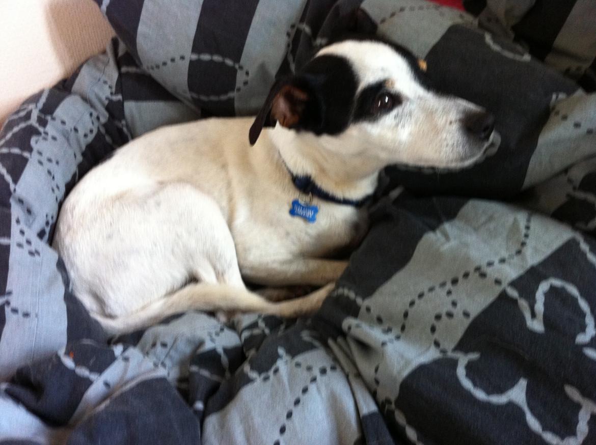 Blanding af racer Plet Luske Andersen - Putter i dynen billede 11