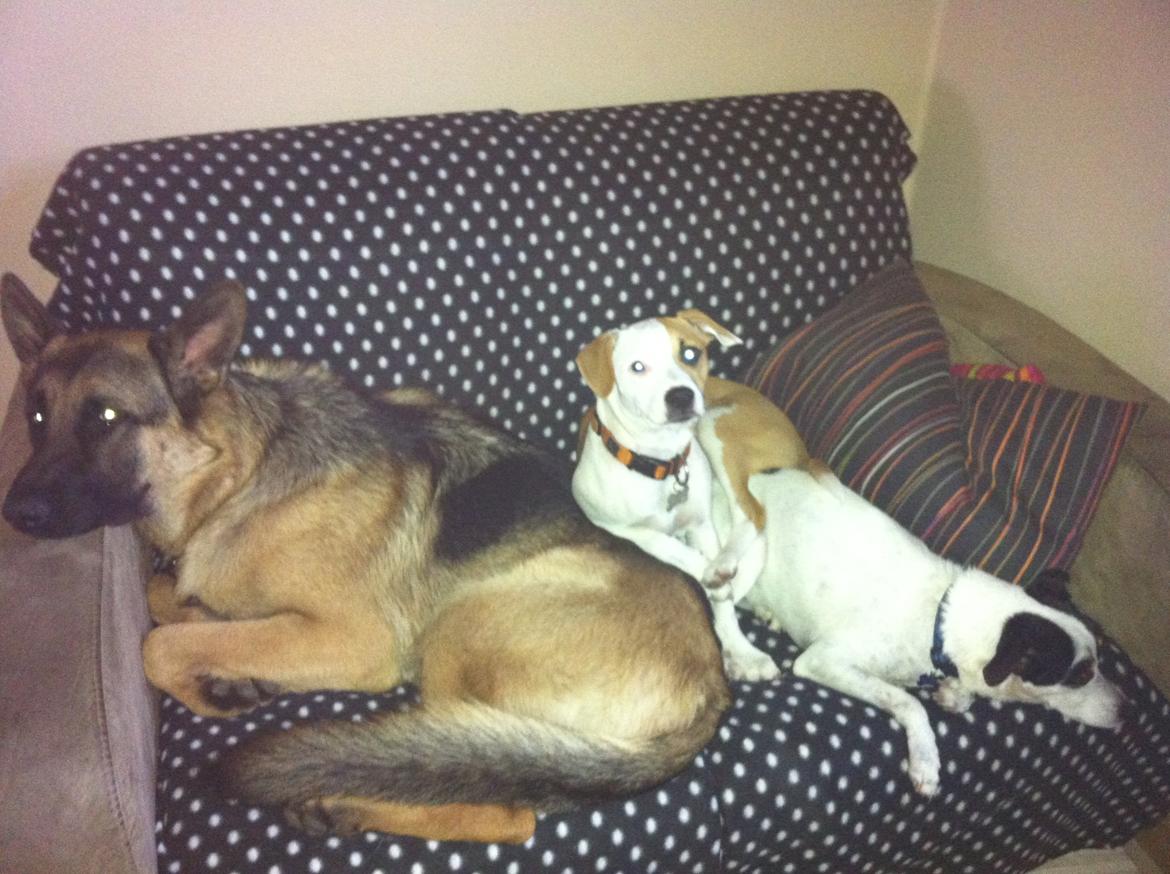 Blanding af racer Plet Luske Andersen - Mine 3 guldklumper billede 12