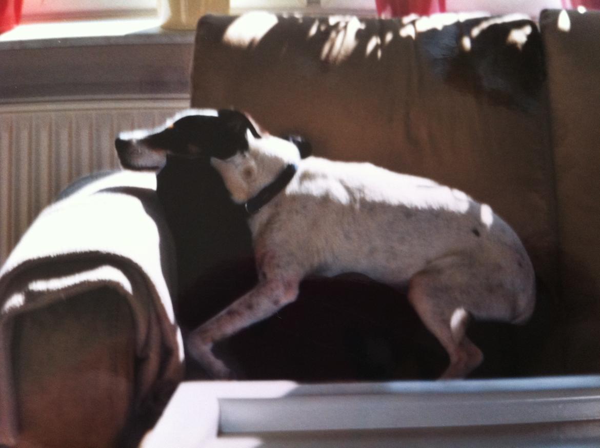 Blanding af racer Plet Luske Andersen - Ligger dejligt billede 13