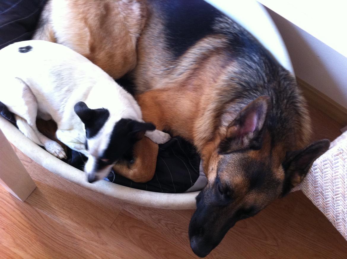 Blanding af racer Plet Luske Andersen - Hygger med bror billede 14