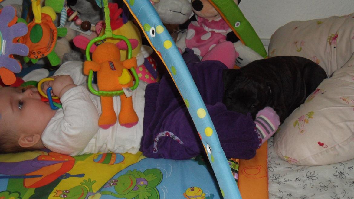 Staffordshire bull terrier Tiki billede 8