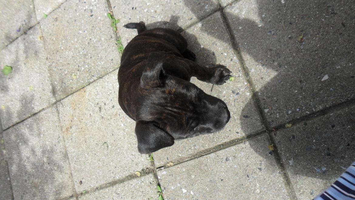 Staffordshire bull terrier Tiki billede 9