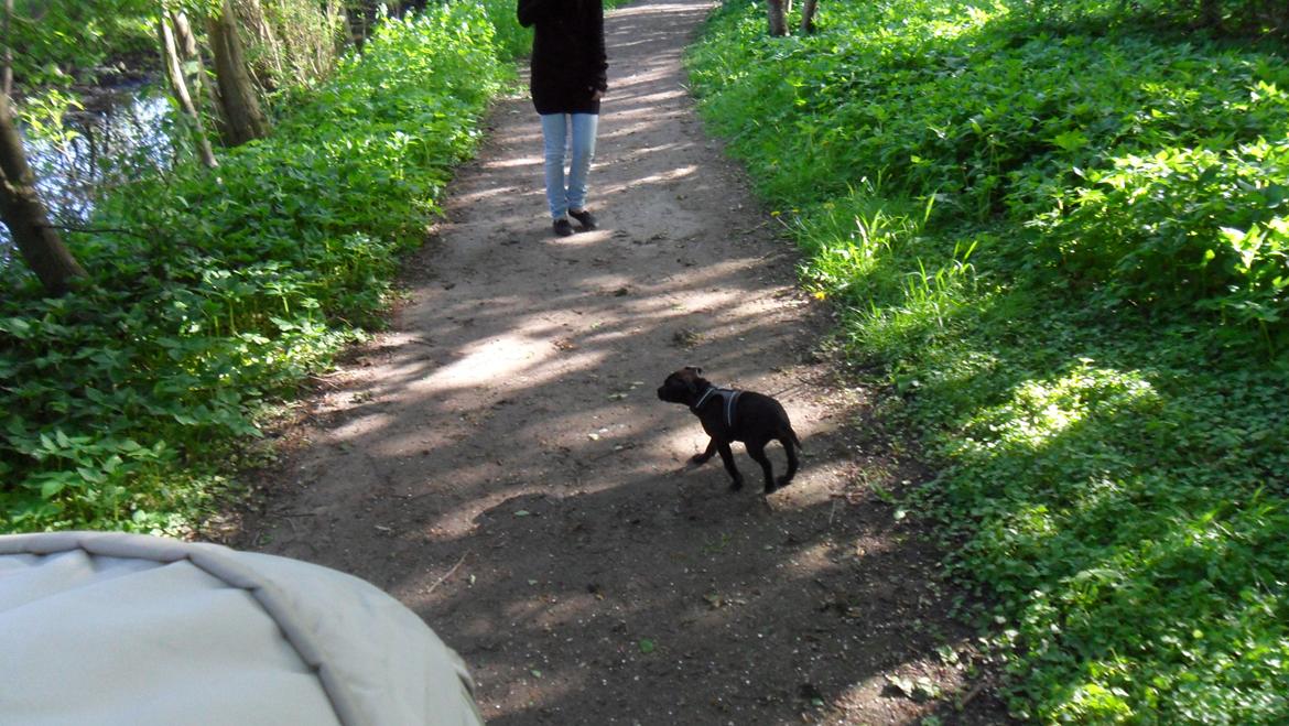 Staffordshire bull terrier Tiki billede 10