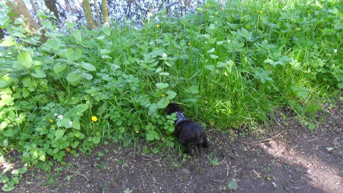 Staffordshire bull terrier Tiki billede 11