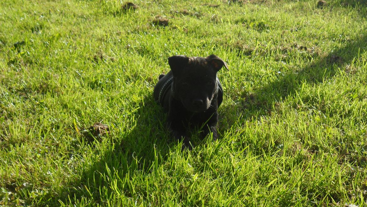 Staffordshire bull terrier Tiki billede 13