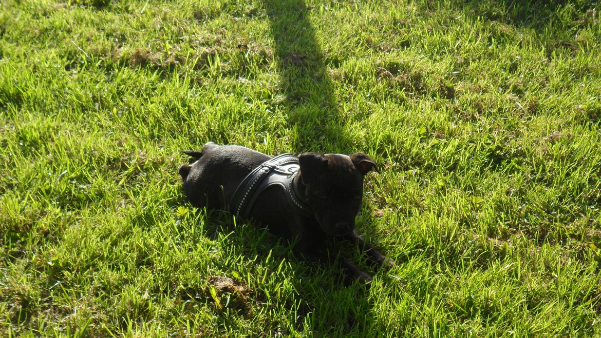 Staffordshire bull terrier Tiki billede 14