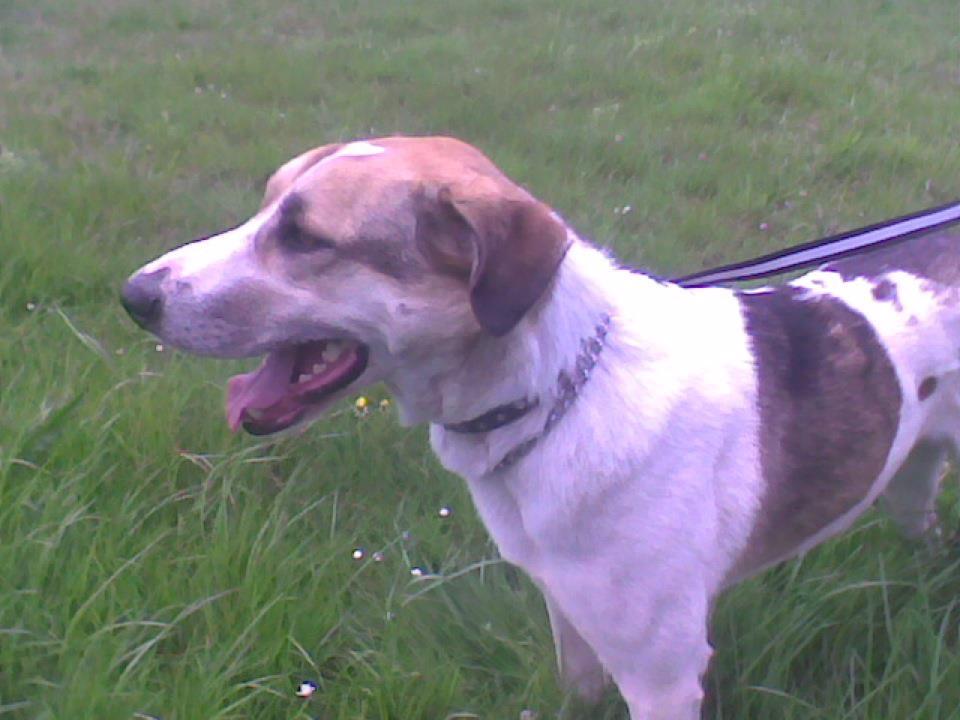 Blanding af racer Laky - Laky billede 2