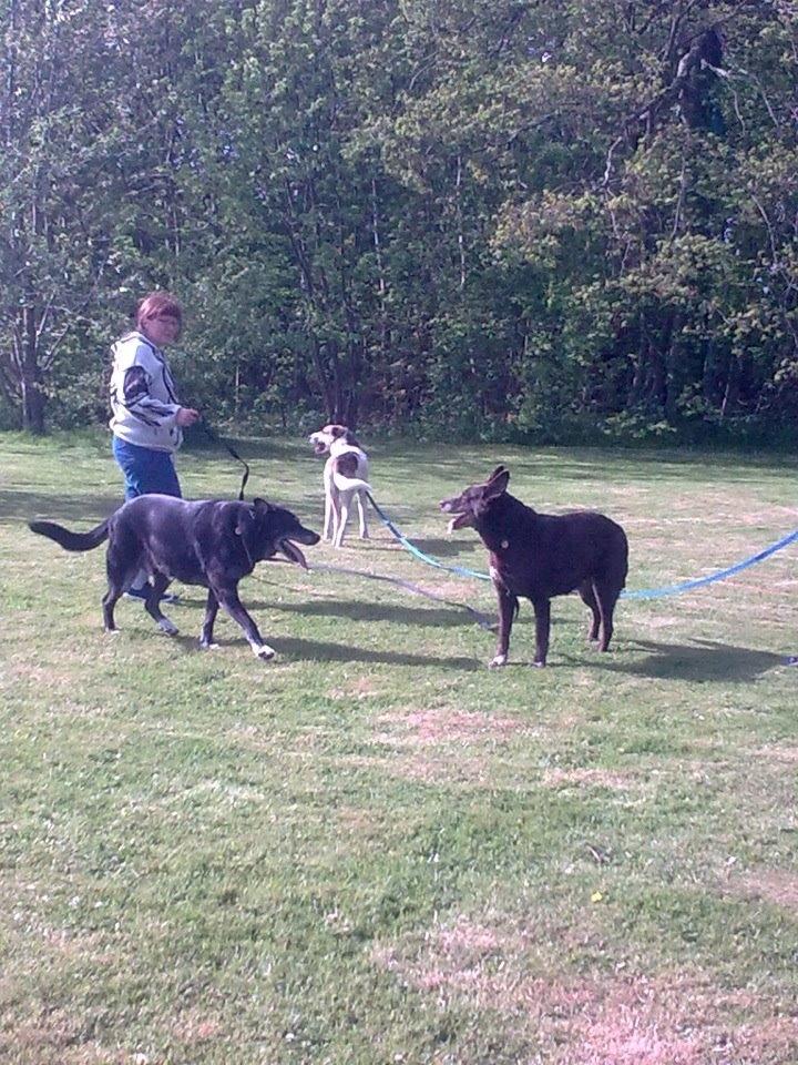 Blanding af racer Laky - Min mors hunde og Laky i midten. billede 3