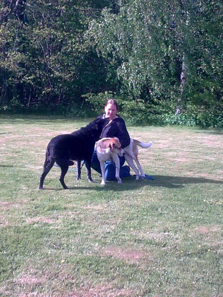 Blanding af racer Laky billede 4