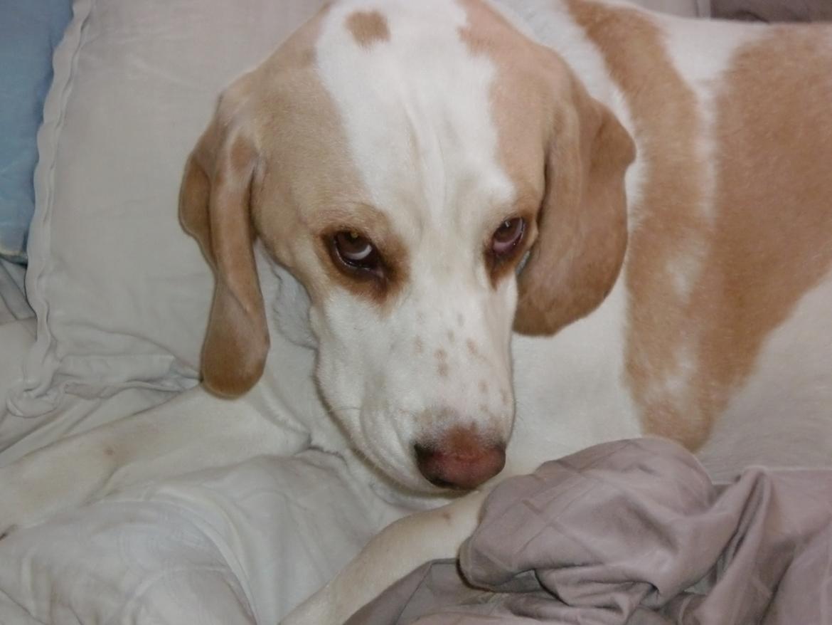 Beagle Sopwith Camel ´s Tyson  billede 18