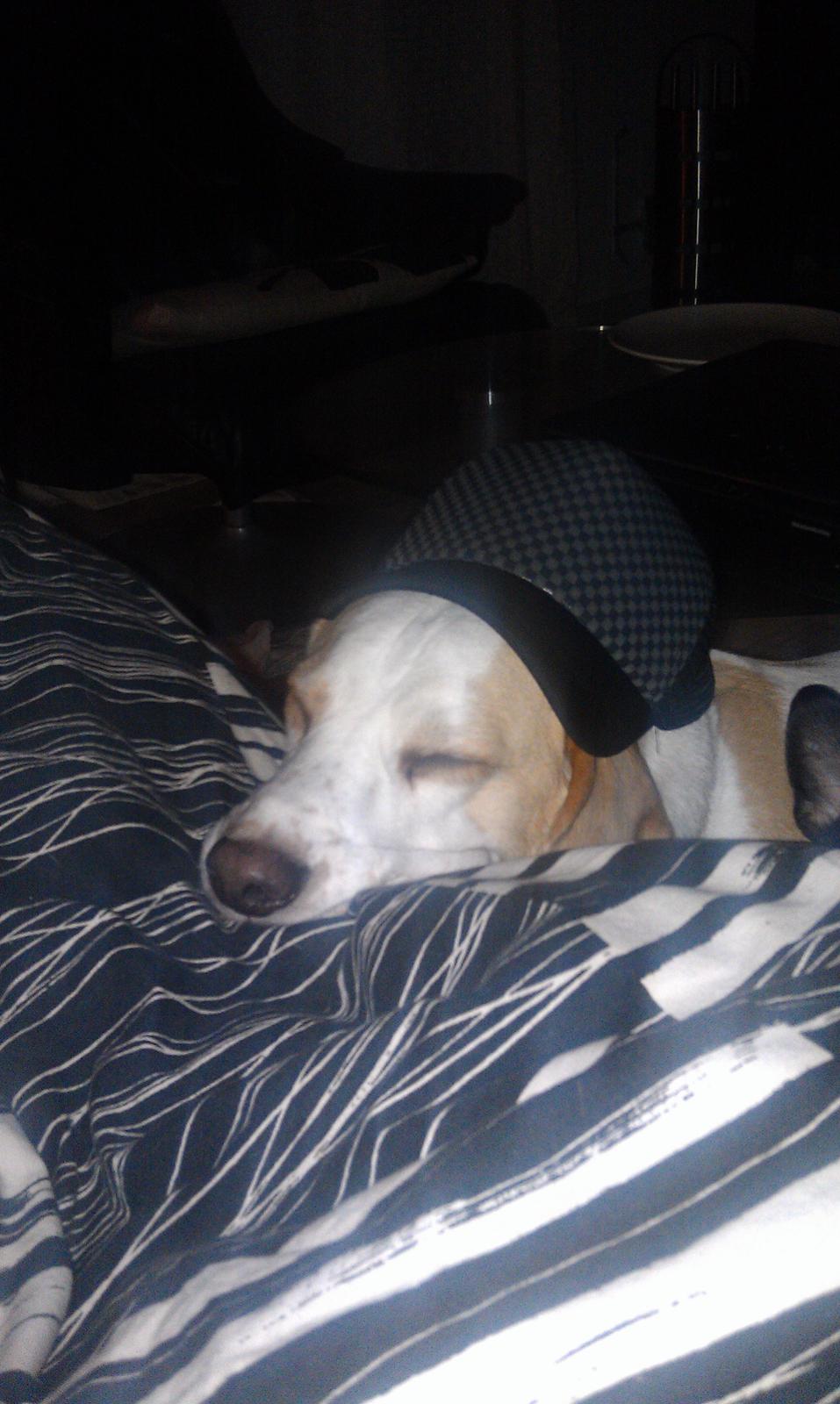 Beagle Sopwith Camel ´s Tyson  billede 20