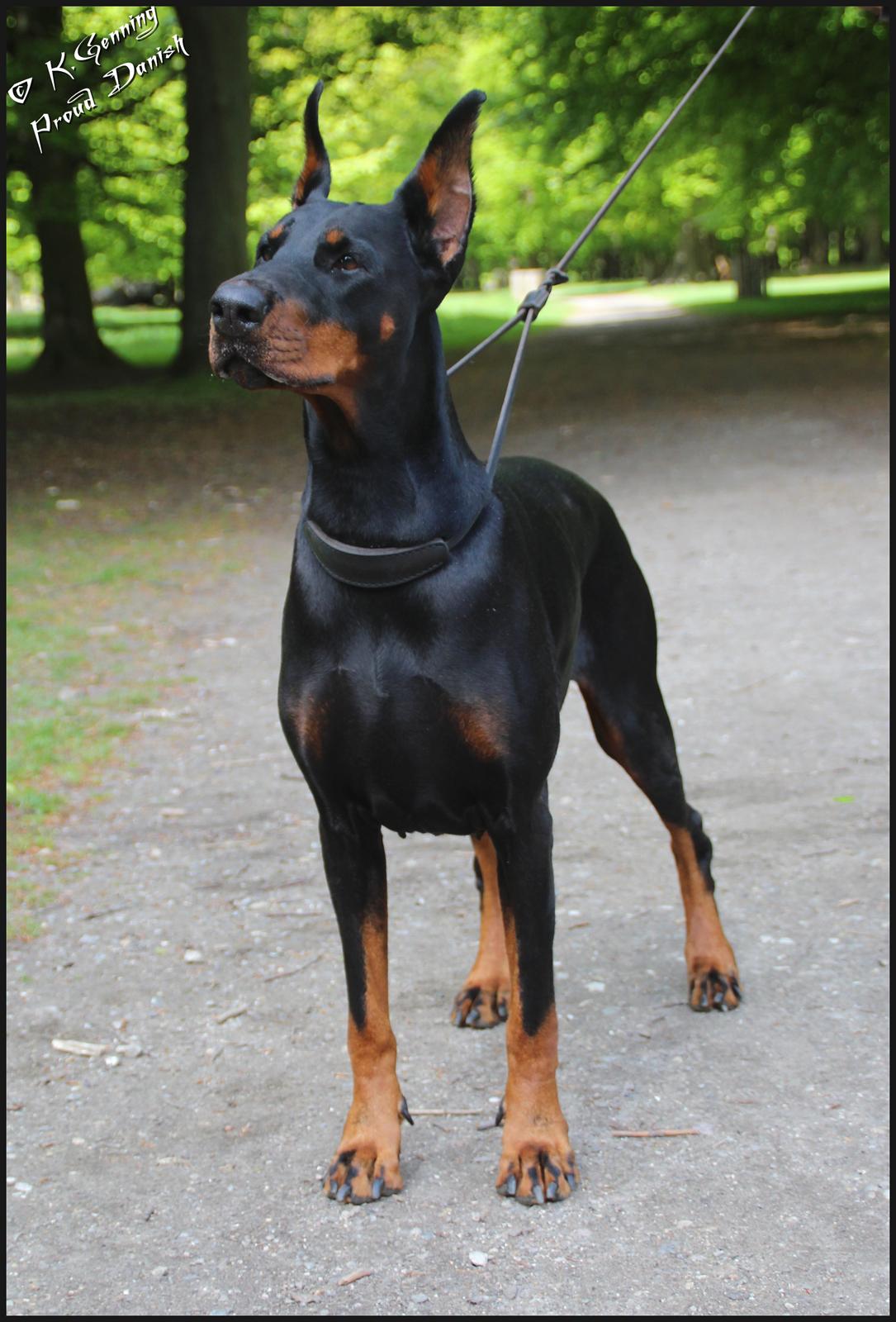 Dobermann Legrant Land Bohema Born - Bakken 2012, billede taget af Kristine W. Genning billede 3