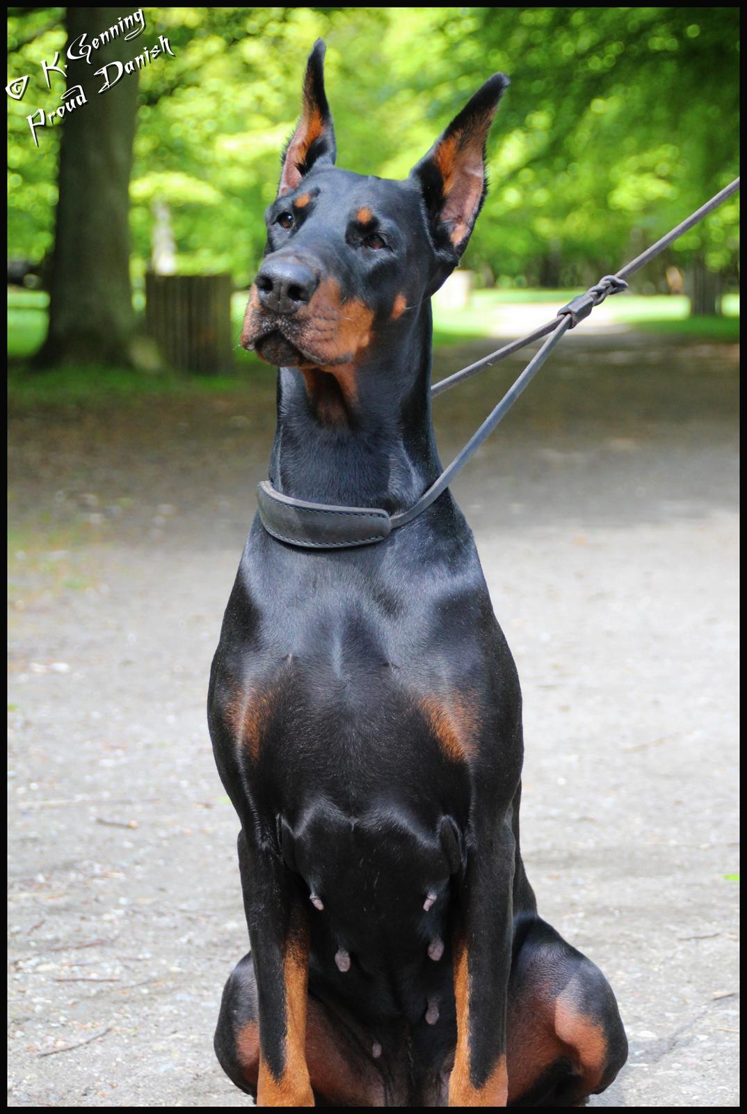Dobermann Legrant Land Bohema Born - Bakken 2012, billede taget af Kristine W. Genning billede 6