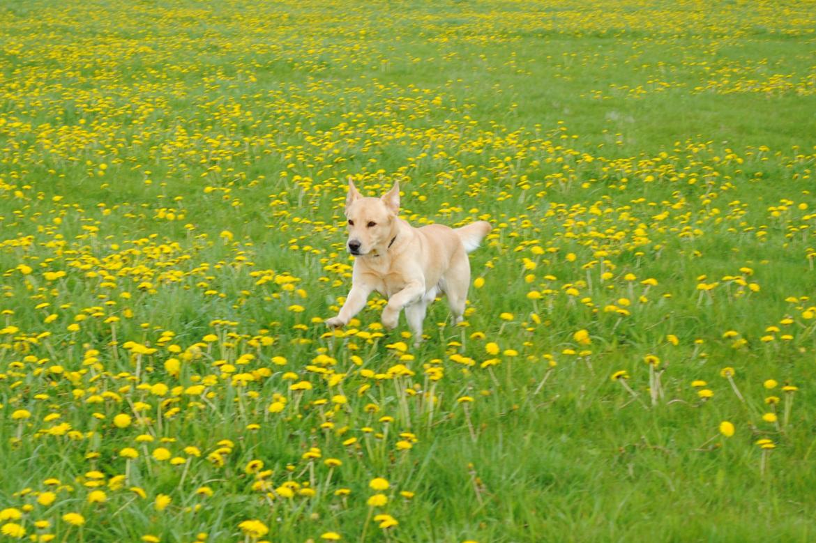 Blanding af racer Lucky [Himmelhund] billede 6