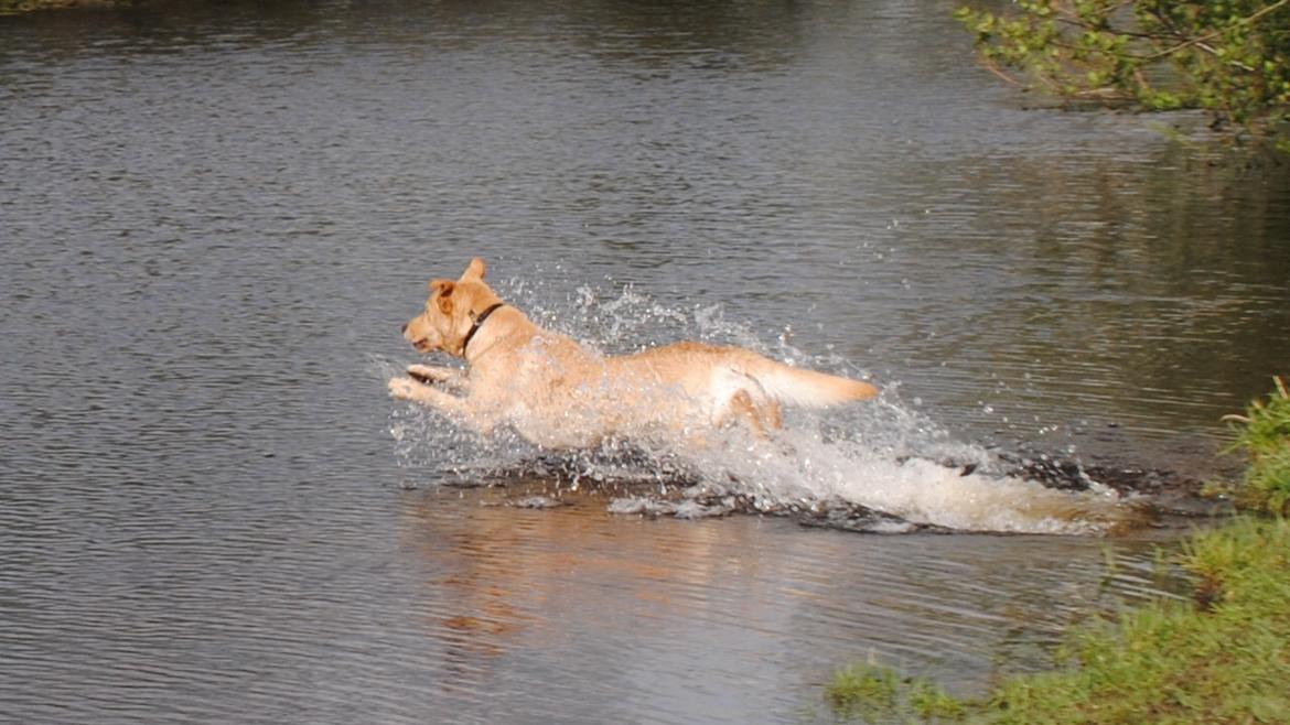 Blanding af racer Lucky [Himmelhund] billede 4