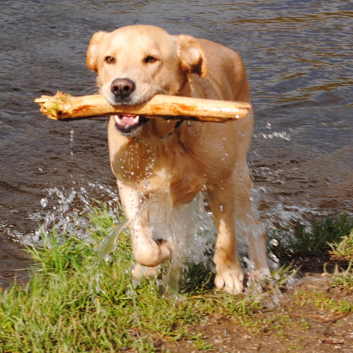 Blanding af racer Lucky [Himmelhund] billede 5