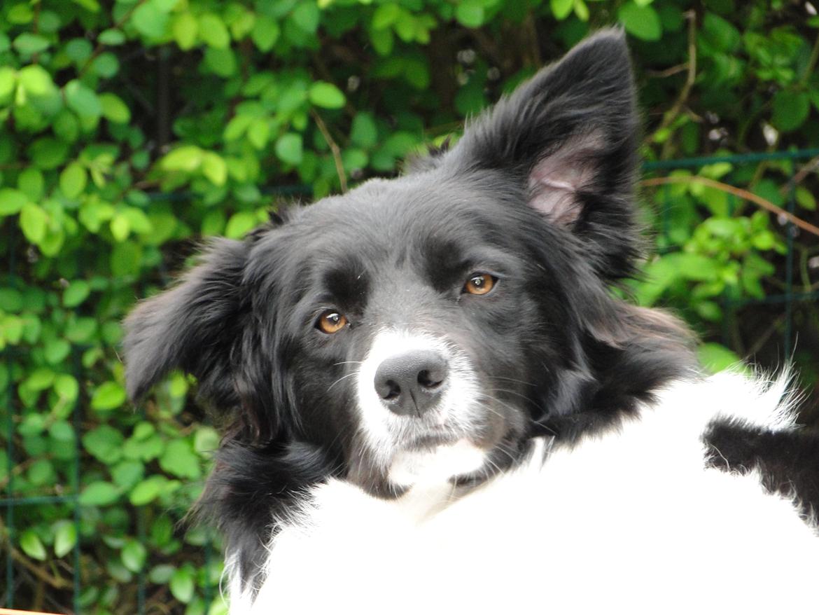 Border collie Danielsson´s Skyline Celix (Felix) - Felix 13 mdr. billede 16
