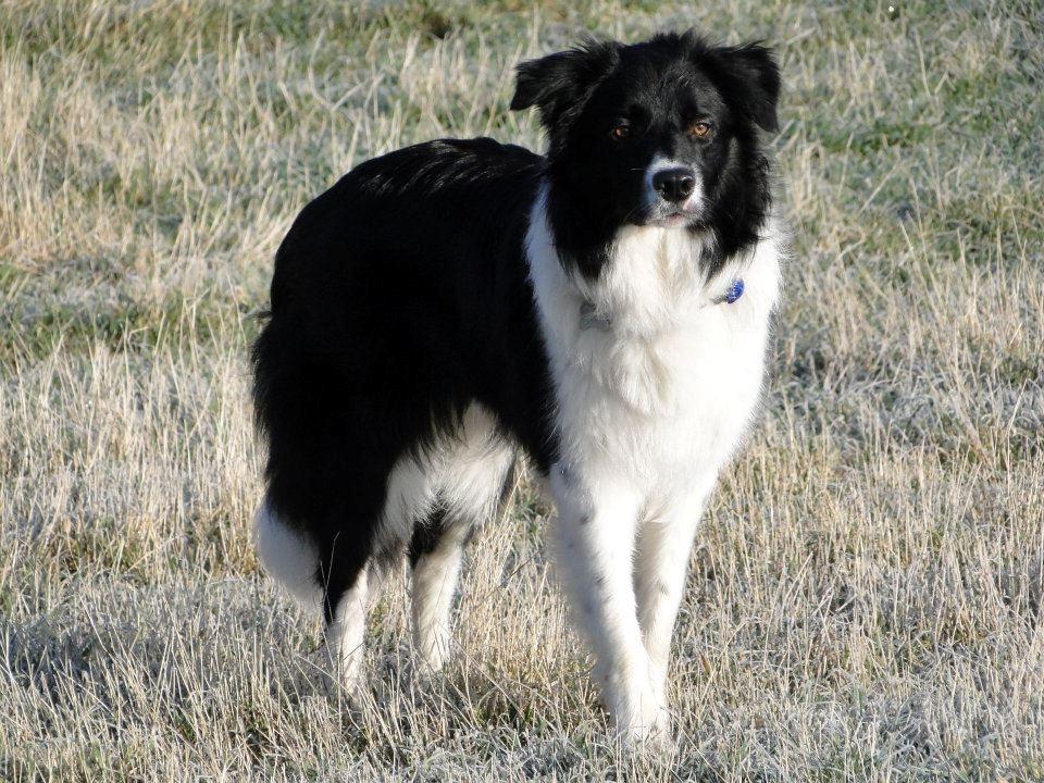 Border collie Danielsson´s Skyline Celix (Felix) - Felix 11 mdr. og ved at være en flot fyr billede 17