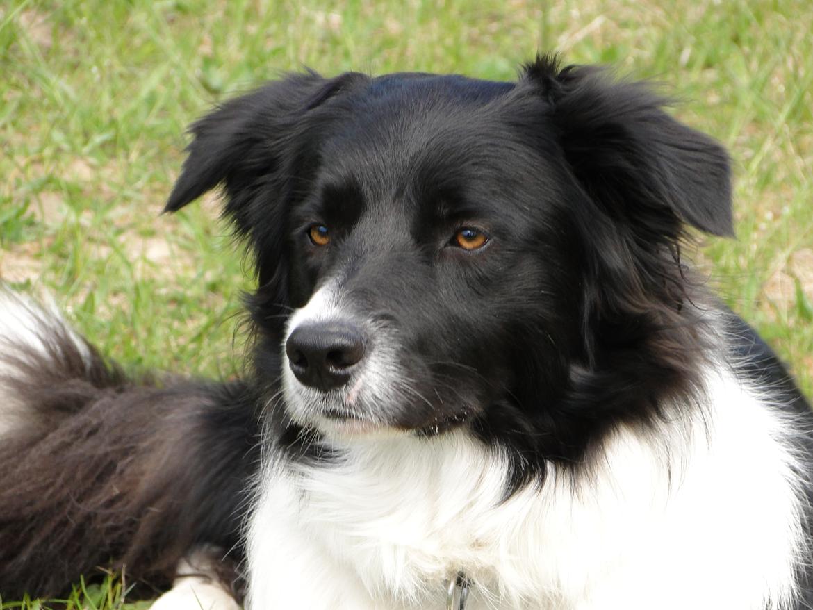 Border collie Danielsson´s Skyline Celix (Felix) - Felix 13 mdr. billede 18
