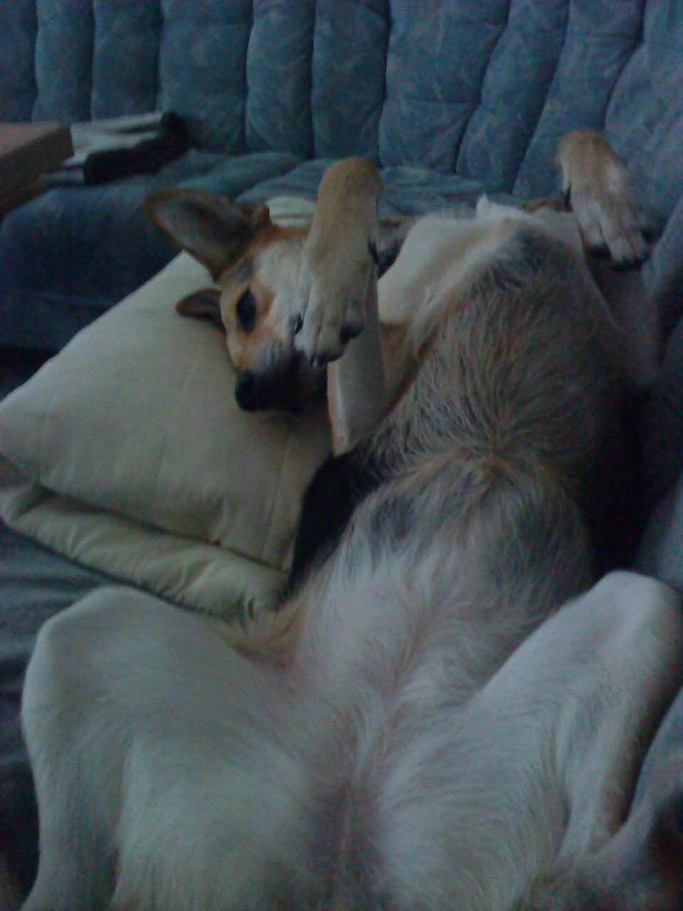 Blanding af racer Buffy  billede 18