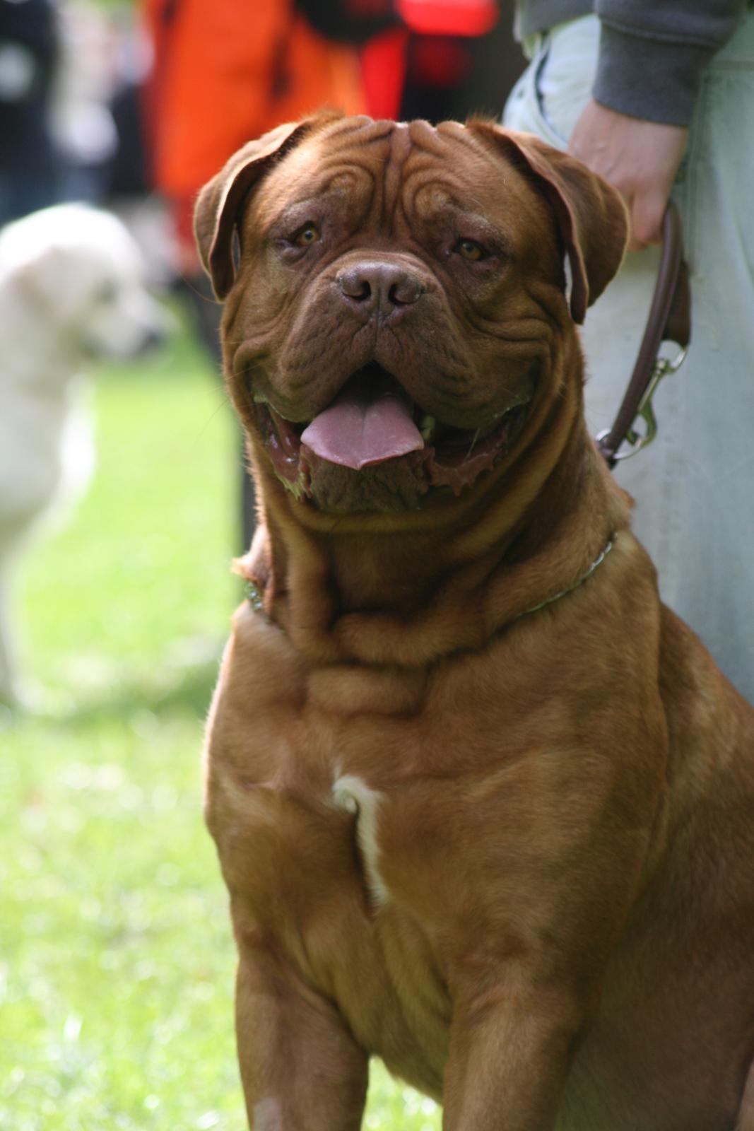 Dogue de bordeaux Estephé's Cookies N' Cream Chesto - 15 måneder billede 2