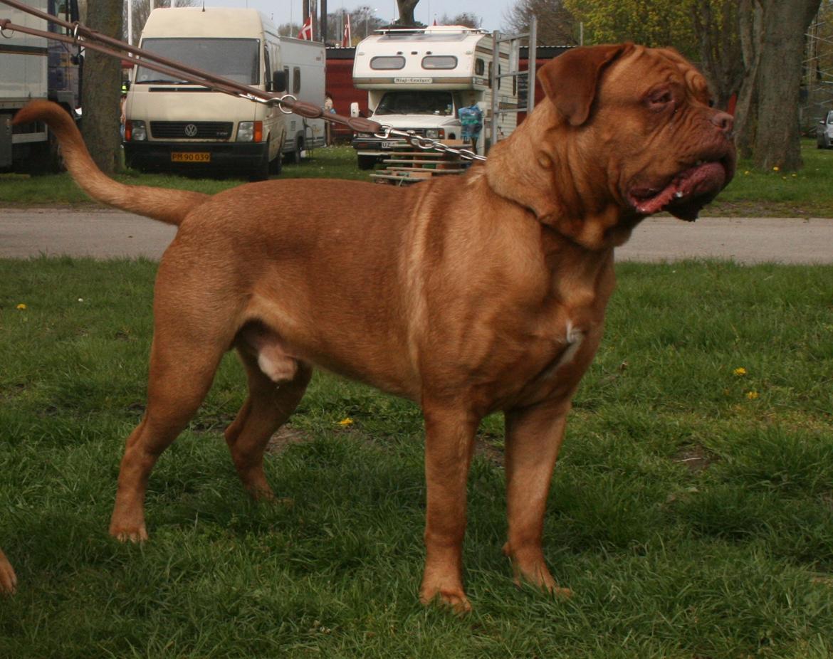 Dogue de bordeaux Estephé's Cookies N' Cream Chesto - 15 måneder billede 18