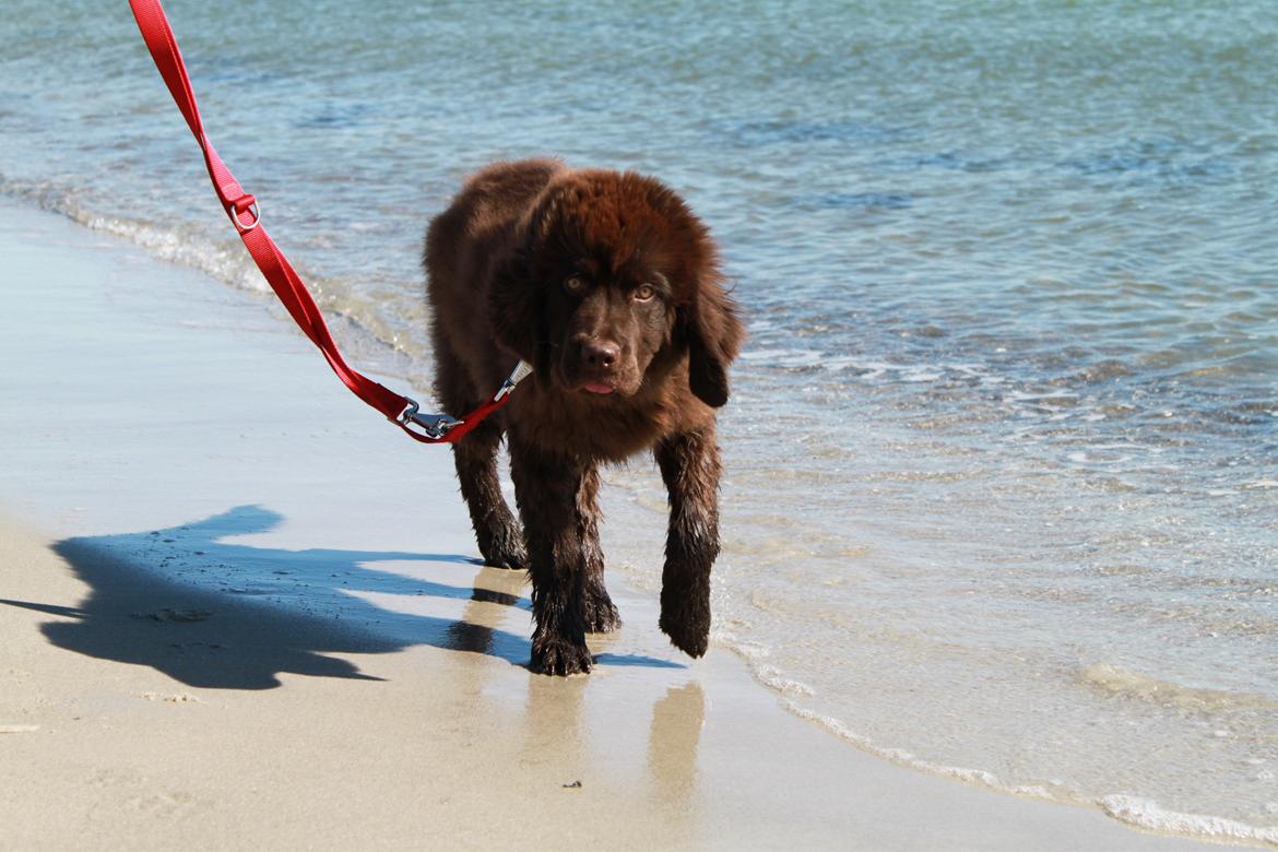 Newfoundlænder Alma - Strand-divaen Alma. billede 11