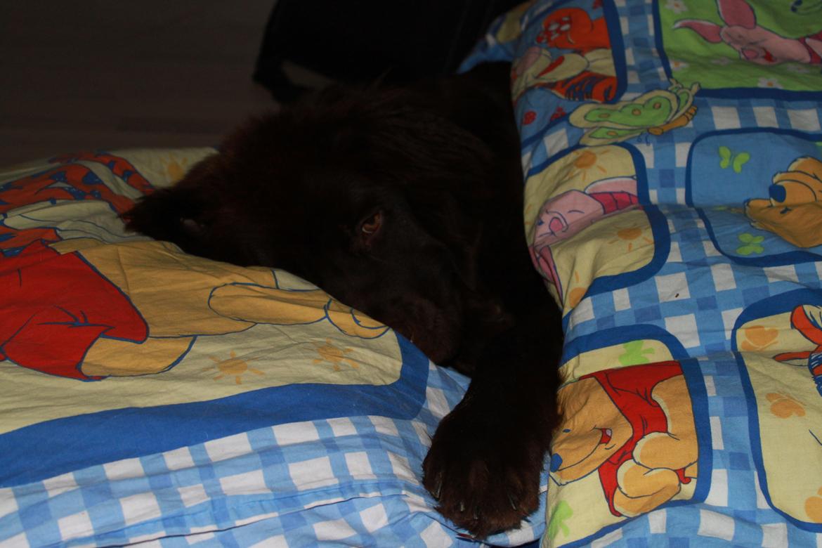 Newfoundlænder Alma - Alma overtager alt hvad der hedder madrasser, senge, dyner og bløde, behagelige ting. billede 12