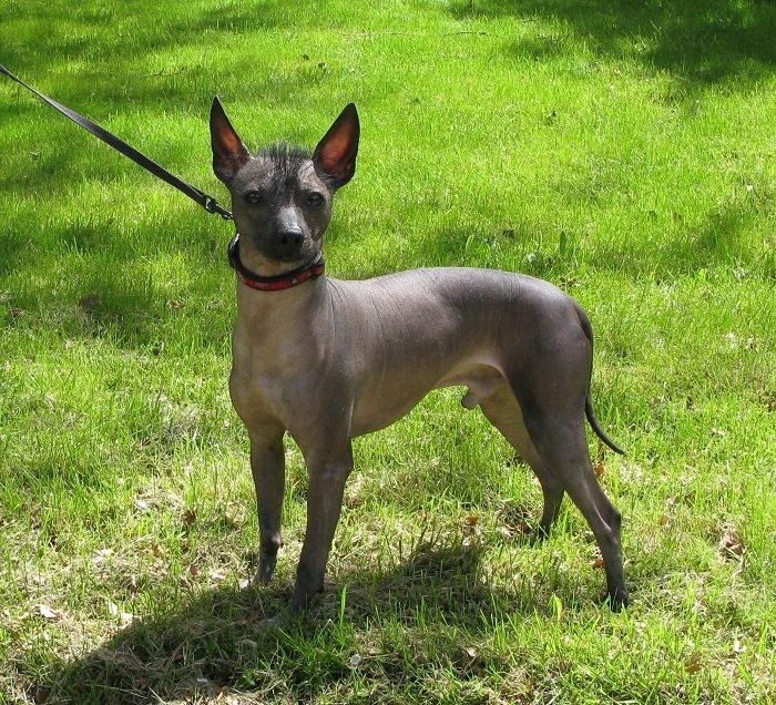 Xoloitzcuintle Yoda billede 1