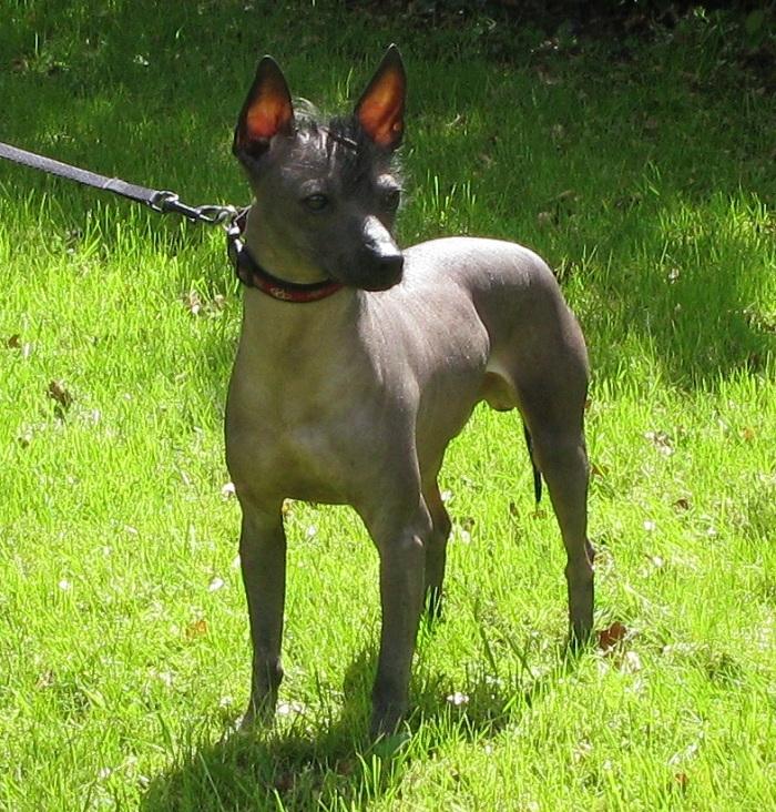 Xoloitzcuintle Yoda billede 2