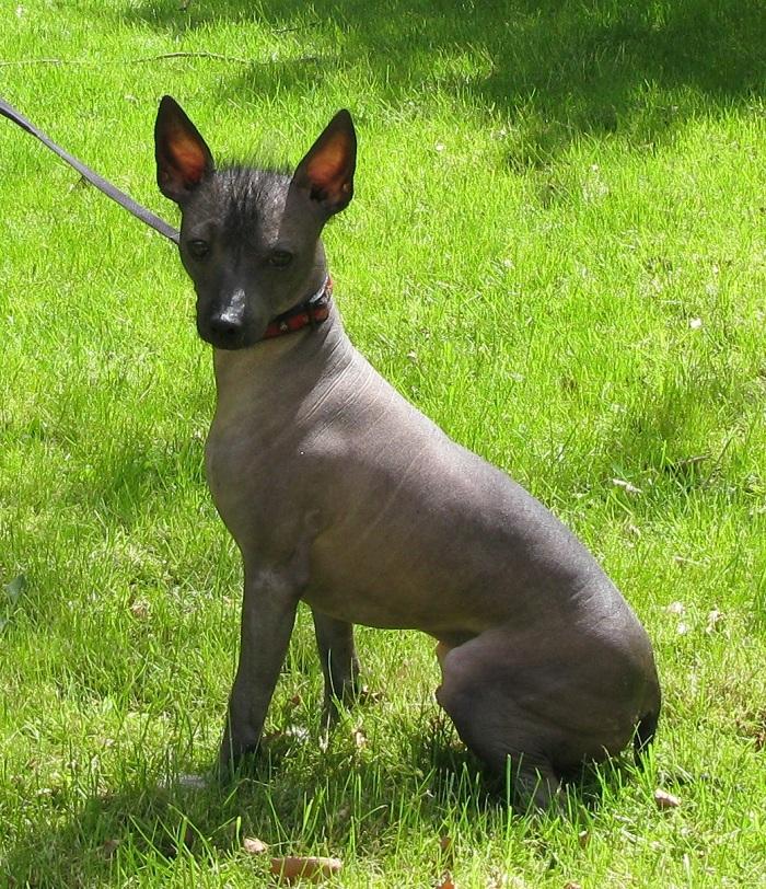 Xoloitzcuintle Yoda billede 3