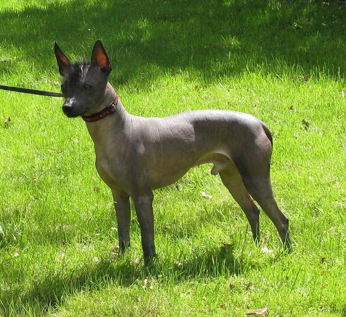 Xoloitzcuintle Yoda billede 4